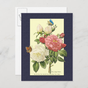 Carte postale botanique Roses blanches et rouges