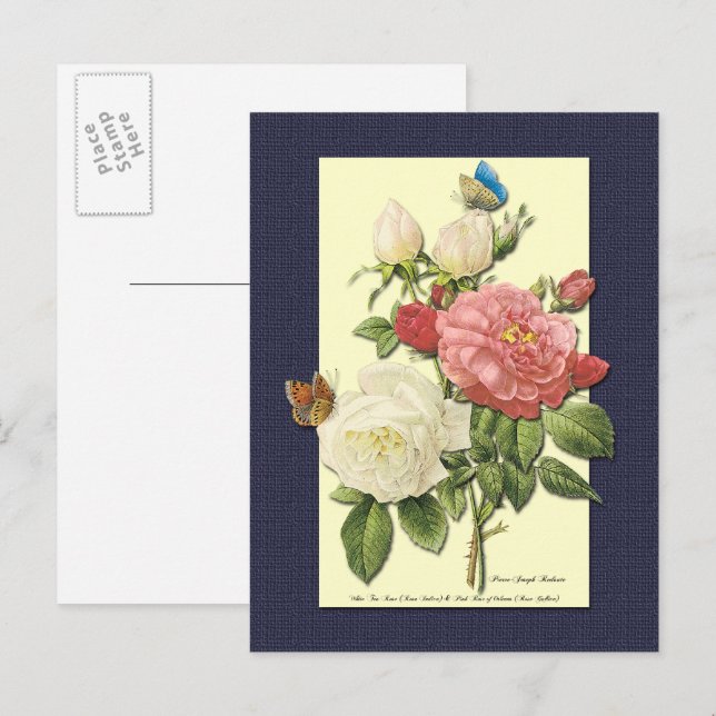 Carte postale botanique Roses blanches et rouges (Devant / Derrière)