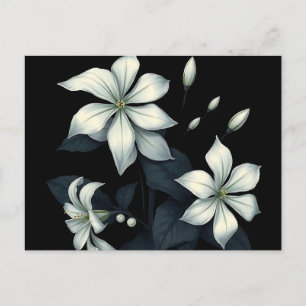 Carte Postale Botanique sombre du jasmin à floraison nocturne 