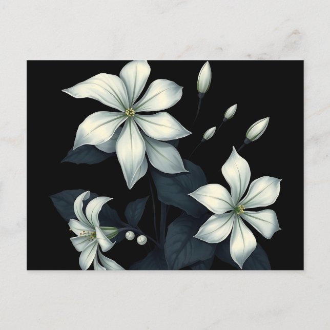 Carte Postale Botanique sombre du jasmin à floraison nocturne  (Devant)