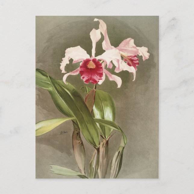 Carte Postale Botanique vintage (Devant)
