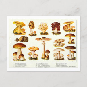 Carte postale botanique vintage comestible