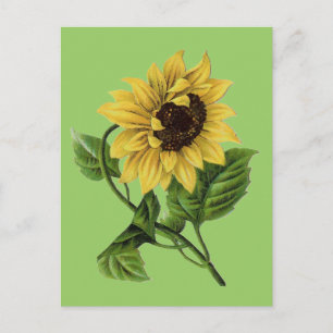 Carte Postale Botanique vintage Dandy Sunflower