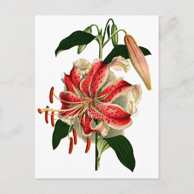 Carte Postale Botaniques antiques Lys rose et blanc (Devant)