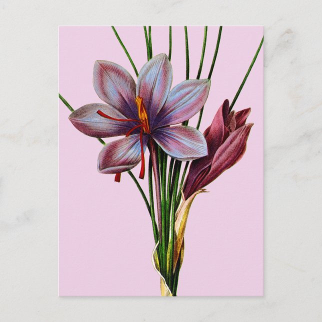 Carte Postale Botany : (Devant)