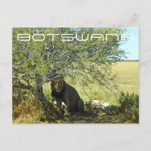 Carte Postale Botswana Centre Kalahari Lion Savannah Voyage