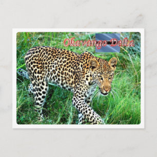 Carte Postale Botswana - Delta de l'Okavango -