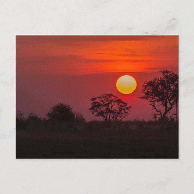 Carte Postale Botswana Okavango Delta Sunset (Devant)