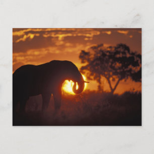 Carte Postale Botswana, parc national de Chobe, éléphant mâle