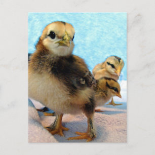 Carte Postale Bottes et amis, poussins
