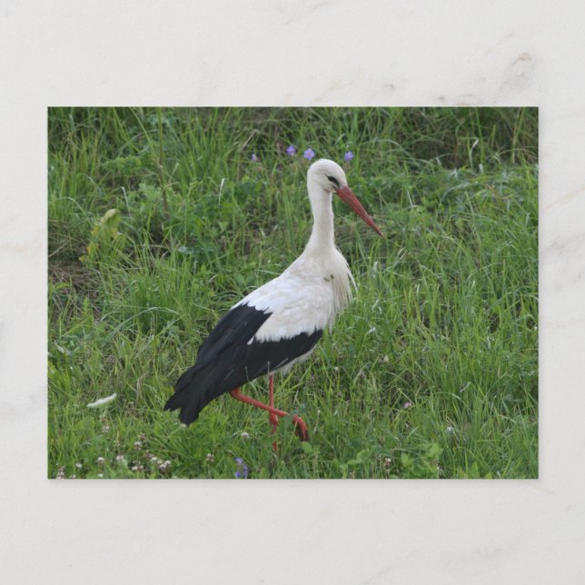 Carte Postale Bouche 1 (Devant)