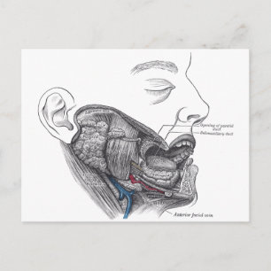 Carte Postale bouche anatomique