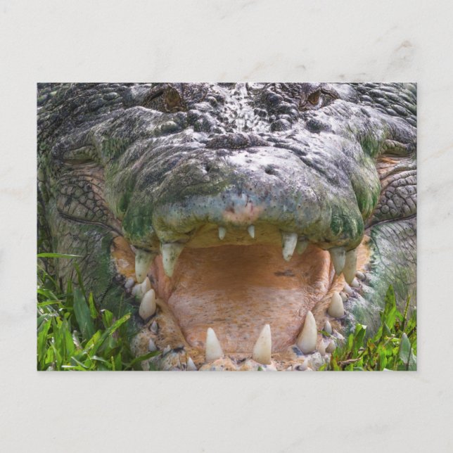 Carte Postale Bouche de crocodile d'eau salée sauvage ouverte (Devant)