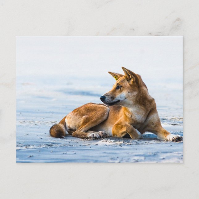 Carte Postale Bouche de Dingo sur la plage, Fraser Island Austra (Devant)