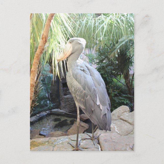 Carte Postale Bouche de nomade (Devant)