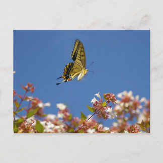 Carte Postale Bouchon papillon