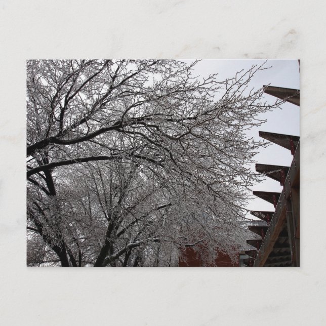 Carte Postale Boucle Icy Delmar (Devant)