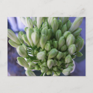 Carte Postale Boucles d'Allium blanc