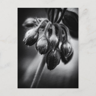 Carte Postale Boucles de fleurs de printemps