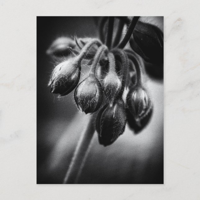 Carte Postale Boucles de fleurs de printemps (Devant)