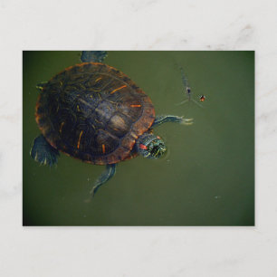 Carte Postale Boucles de paniers-repas de tortues et crevettes