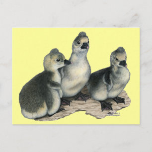 Carte Postale Boucles de Toulouse Tufted
