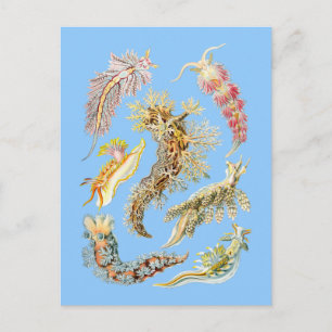 Carte Postale Boues de mer