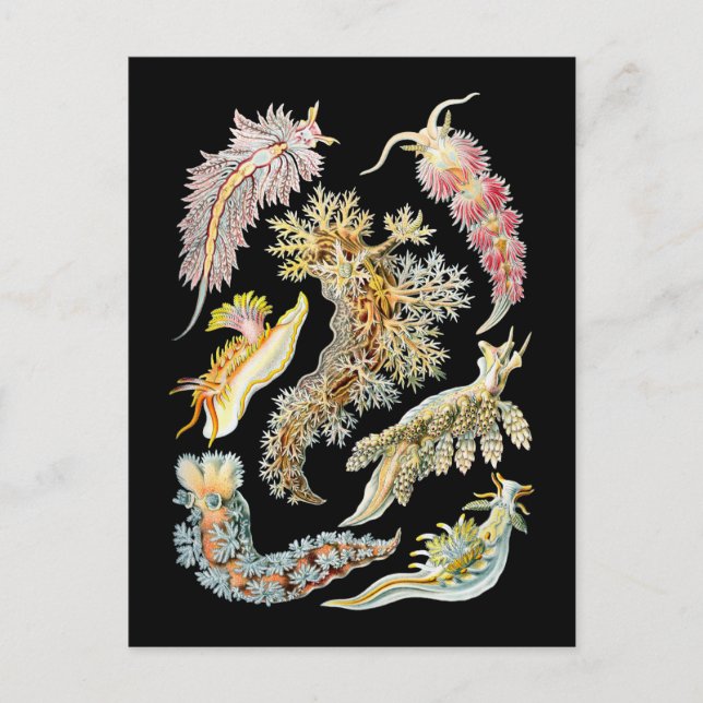 Carte Postale Boues de mer (Devant)