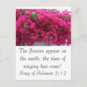 Carte Postale Bougainvilla - Écriture : Chant de Salomon 2:12