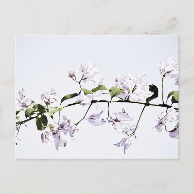 Carte Postale Bougainvillea (Devant)