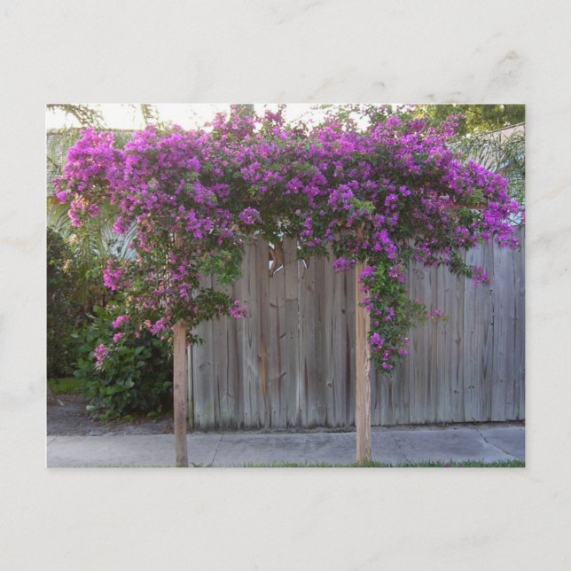 Carte postale Bougainvillea (Devant)