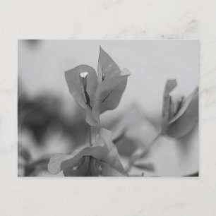 Carte Postale Bougainvillea Vine Blooms Photo noir et blanc