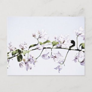 Carte Postale Bougainvillée
