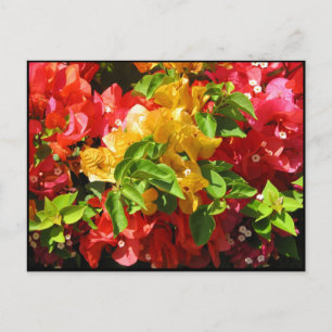 Carte Postale Bougainvillées