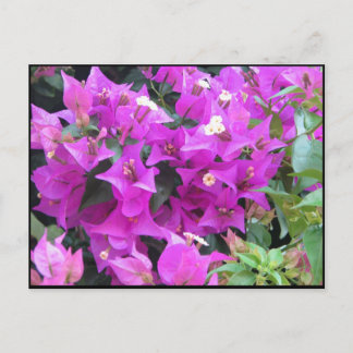 Carte Postale Bougainvillées violettes