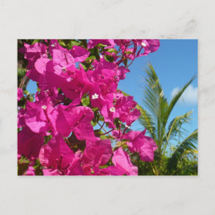 Carte Postale Bougainvilliers et palmiers paysage tropical