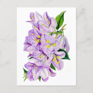 Carte Postale Bougainvilliers pourpres Vintage Botanique