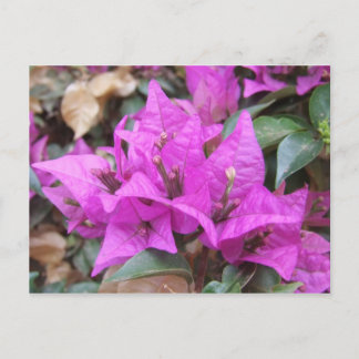 Carte postale Bougainvilliers roses