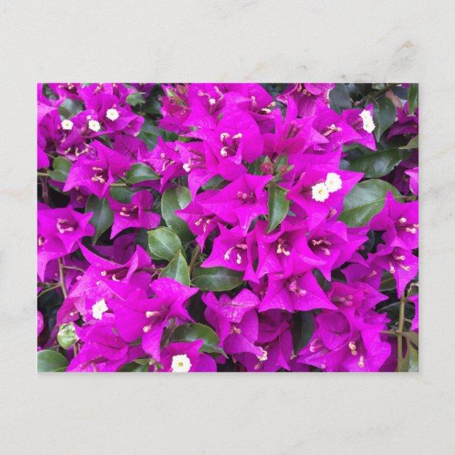 Carte Postale Bougainvilliers violets vifs (Devant)