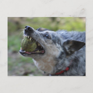 Carte Postale Boule à dents