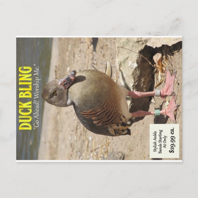 Carte Postale Boule de canard (Devant)