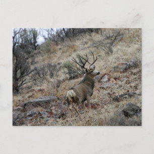 Carte Postale Boule de cerf-mule géant