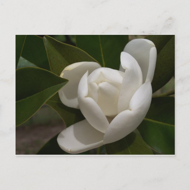 Carte Postale Boule de fleur de magnolia blanc crémeux (Devant)