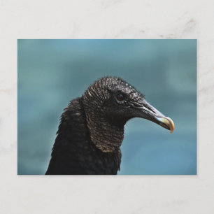Carte Postale Boule noire
