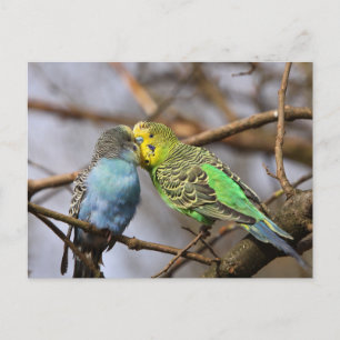 Carte Postale Bouleau bleu et vert sur une branche d'arbre