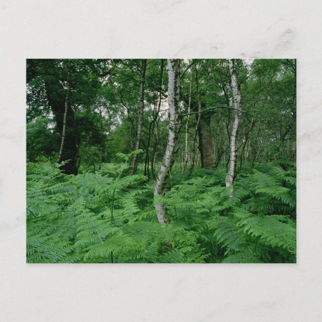Carte Postale Bouleaux et fougères argentés, Sherwood Forest (Devant)