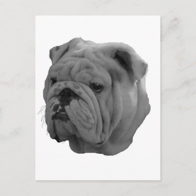 Carte Postale Bouledogue (Devant)