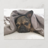 BOULEDOGUE FRANÇAIS AU REPOS SE RELAXANT POSTCROSS