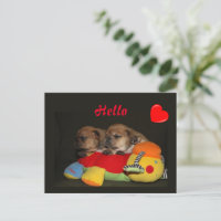 Bouledogue français chiots mignons French Bulldog