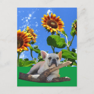 Carte Postale Bouledogues français Tournesol Bouledogue français
